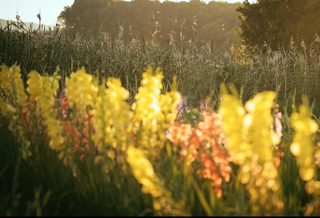 Perimenopause - an introduction